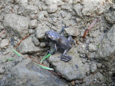 Such a big climb for a small frog