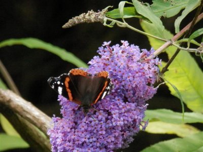 No, it's a Red Admiral