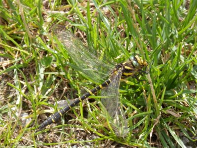 It's a Golden-ringed dragonfly (Cordulegaster boltonii)!