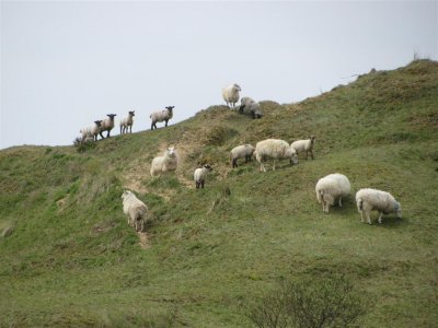 Flock on Whiteford Burrows