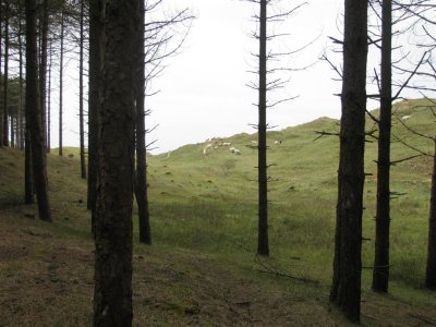 Whiteford Burrows