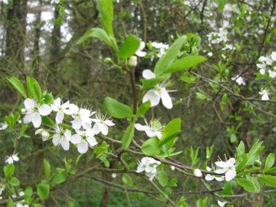 Blackthorn in bloom