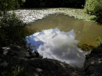 Daisy checks out the pond