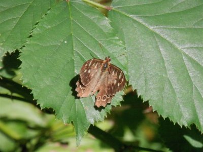 Possibly a ringlet butterfly?