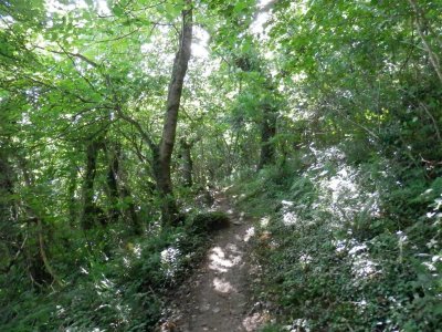 So enjoying this lovely woodland path