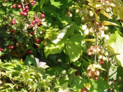 Hawthorn berries, golden hops and clematis flower