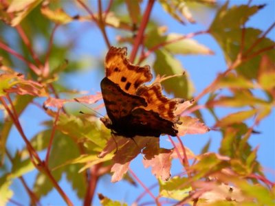 Butterfly in acer
