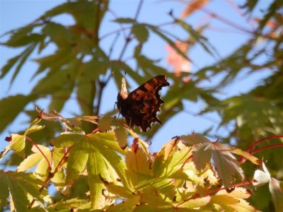 Butterfly in acer