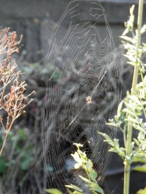 One of many webs
