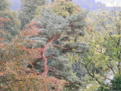 Trees in the rain