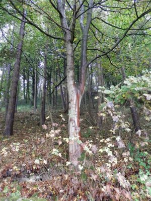 Ballcross wood