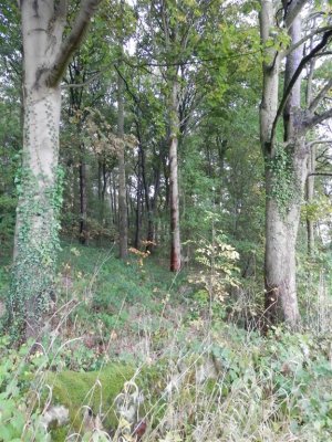 Ballcross wood