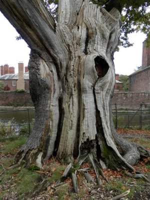 Ancient tree at Dunham Massey