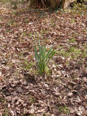 Daffodil buds in beech