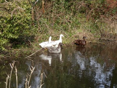 Lovely posing ducks