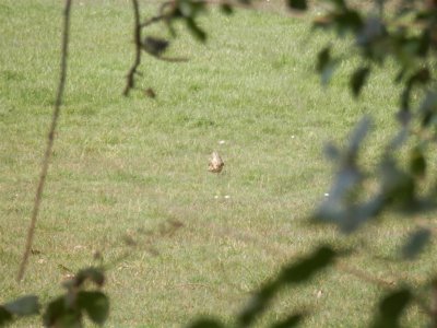 Singleton Park