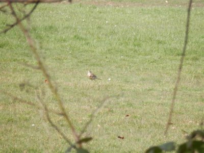 Singleton Park