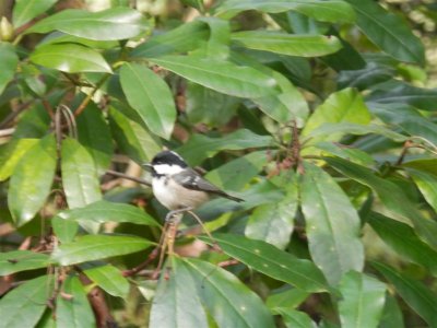 Coal Tit, Singleton Park