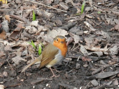 Robin, Singleton Park