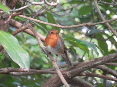 Robin, Singleton Park