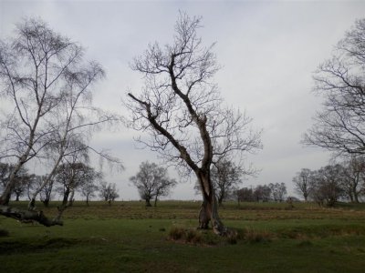 This tree looked almost human