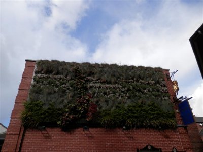 Living wall in Chesterfield