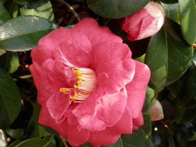 Camelia at Tannery House