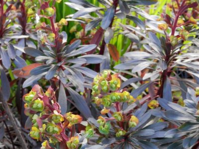 Euphorbia