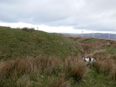 Daisy wastes no time getting on with exploring and digging the landscape