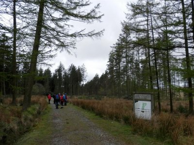 Into the forest we go