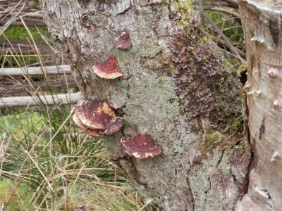Name that fungus?