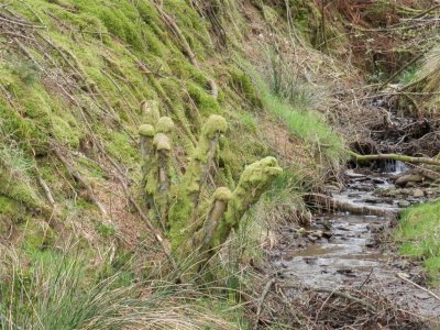 Natural gnomes?