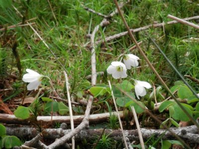 Common wood sorrel (Oxalis acetosella)