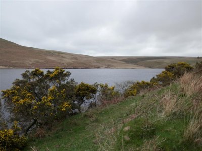 Upper Lliw reservoir with gorse