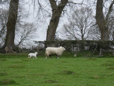 Slighly blurred due to a very near headlong fall over a molehill!
