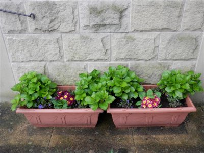 Planters at Dad's