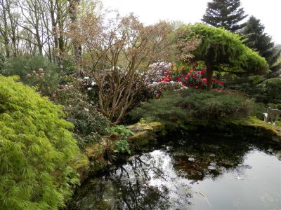  Lea Rhododendron Garden