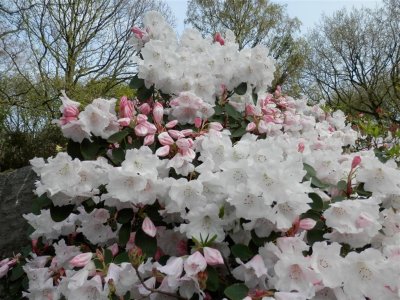  Lea Rhododendron Garden