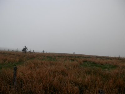 The mist sets off the grasses nicely 