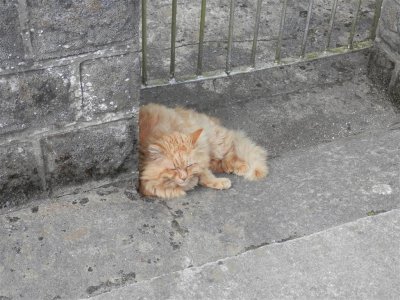 Dozing cat paid us scant attention