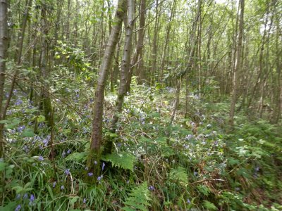 Delicious scent from the bluebells 