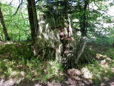 That stump again, very different light