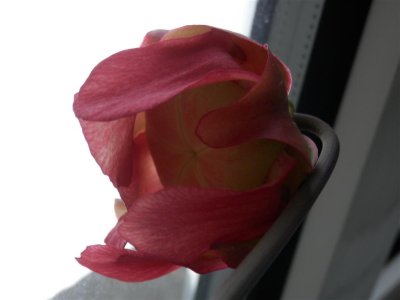P4011146 (Medium).JPG