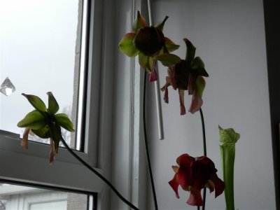 P4071185 (Medium).JPG