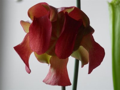 P4071186 (Medium).JPG