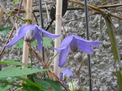 Newly planted clematis are coping with the gales down the side of the house!