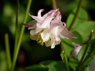 First of many aquilegia pics