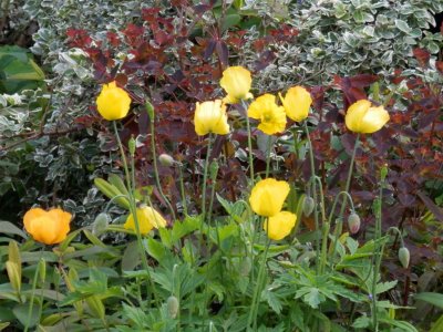 Self-seeded Welsh poppies wih euphorbia