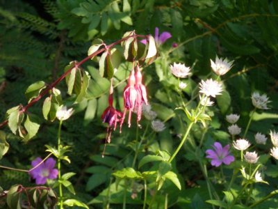 Transplanted fuschia