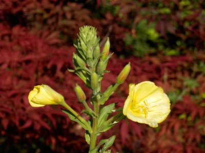 Evening primrose with acer backdrop